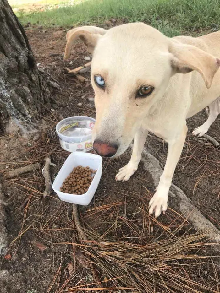 Cachorro ra a Vira lata  idade 1 ano nome Sem nome