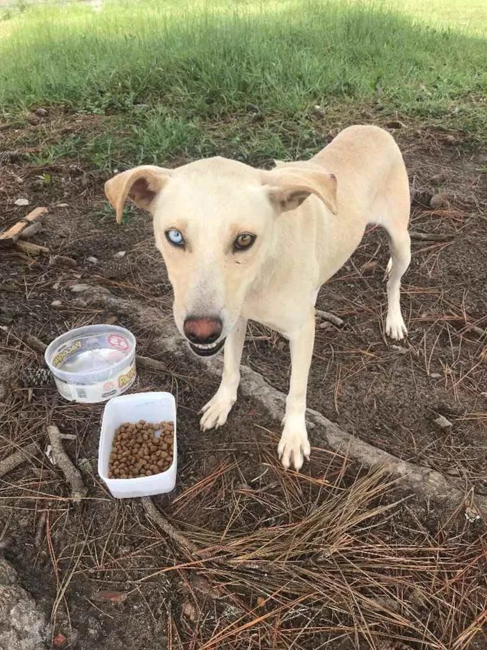 Cachorro ra a Vira lata  idade 1 ano nome Sem nome