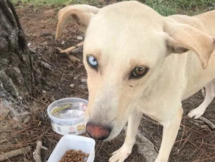 Cachorro ra a Vira lata  idade 1 ano nome Sem nome