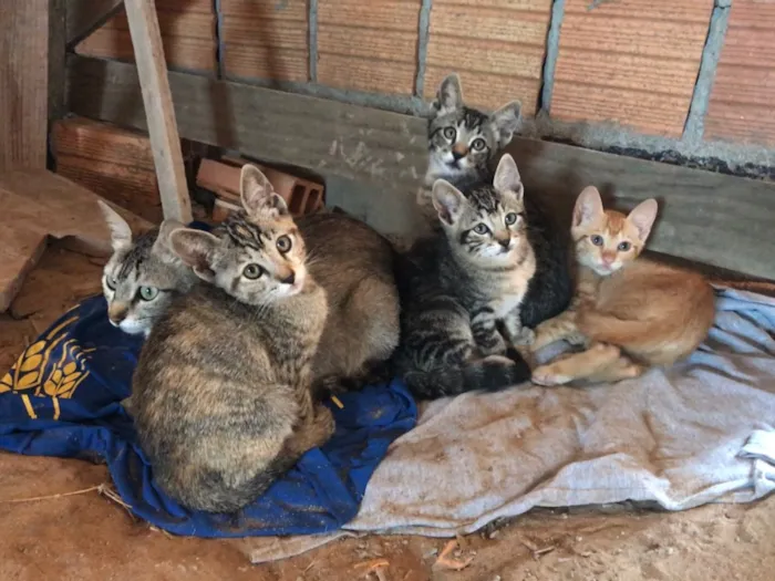 Gato ra a  idade Abaixo de 2 meses nome Sem nome 