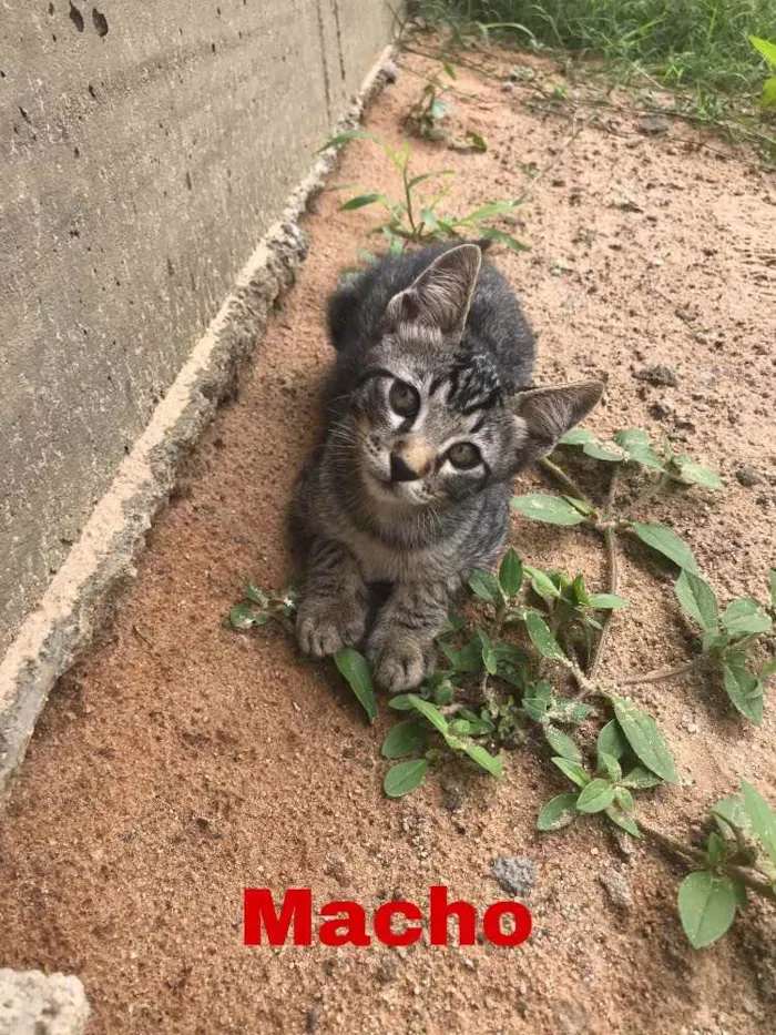 Gato ra a  idade Abaixo de 2 meses nome Sem nome 