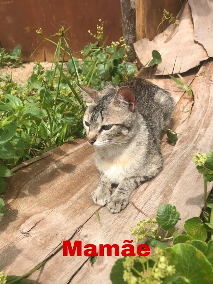 Gato ra a  idade Abaixo de 2 meses nome Sem nome 