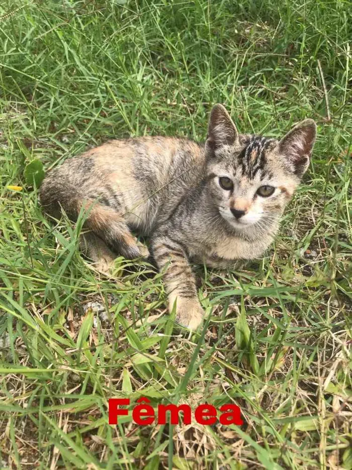 Gato ra a  idade Abaixo de 2 meses nome Sem nome 