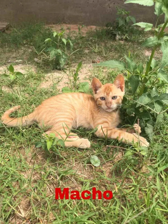 Gato ra a  idade Abaixo de 2 meses nome Sem nome 