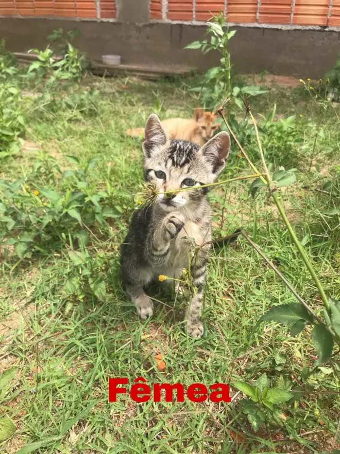 Gato ra a  idade Abaixo de 2 meses nome Sem nome 