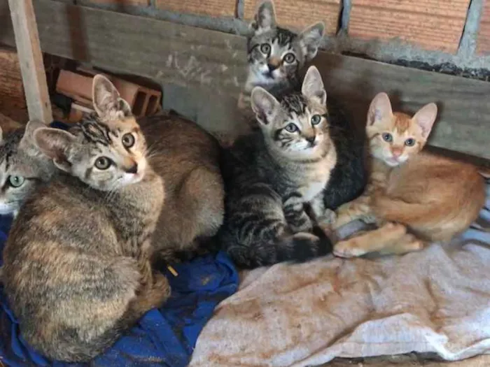 Gato ra a  idade Abaixo de 2 meses nome Sem nome 