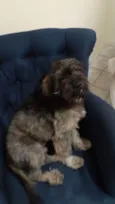 Chewie