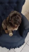 Chewie