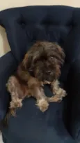 Chewie