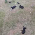 Uma família inteira