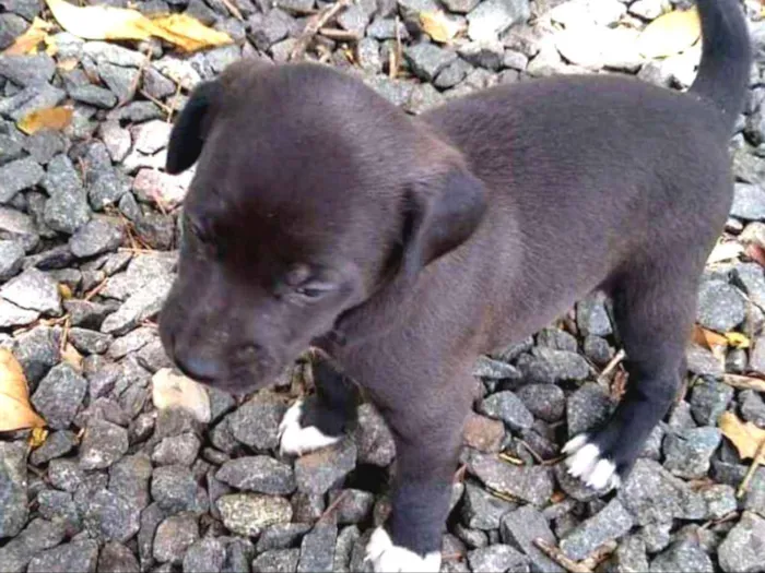 Cachorro ra a SRD idade 2 a 6 meses nome Uma família inteira