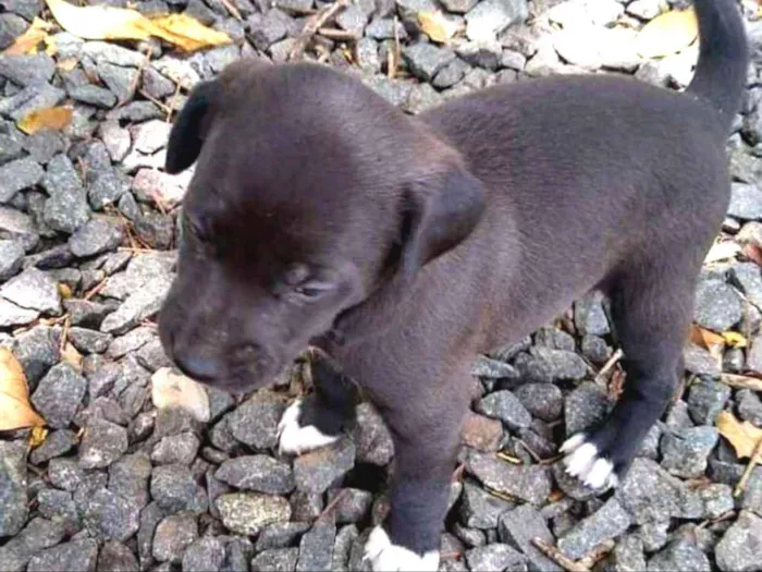 Cachorro ra a SRD idade 2 a 6 meses nome Uma família inteira