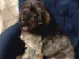 Chewie