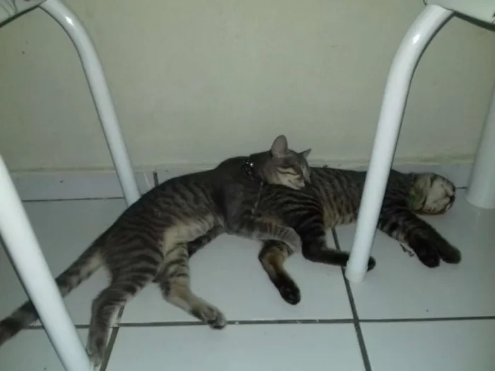 Gato raça Não sei idade 2 a 6 meses nome Sinzi & tom