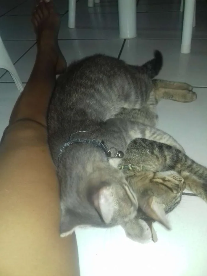 Gato raça Não sei idade 2 a 6 meses nome Sinzi & tom
