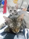 Sinzi & tom