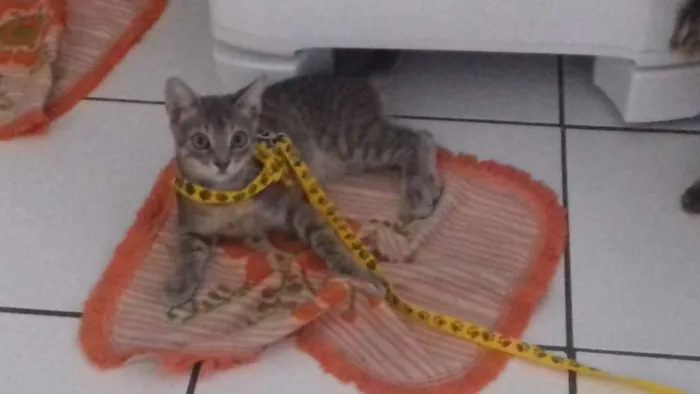 Gato raça Não sei idade 2 a 6 meses nome Sinzi & tom