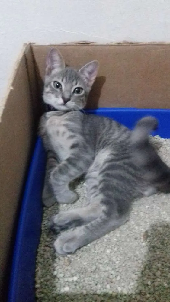 Gato raça Não sei idade 2 a 6 meses nome Sinzi & tom