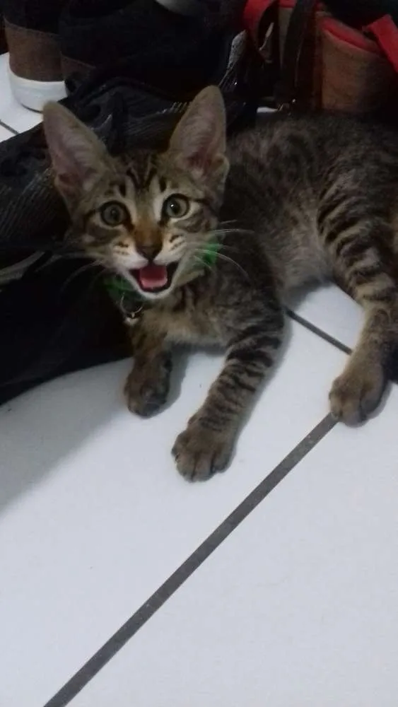 Gato raça Não sei idade 2 a 6 meses nome Sinzi & tom