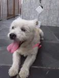 Cachorrinha