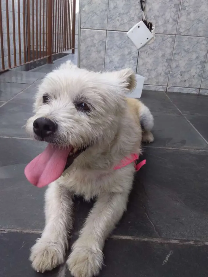Cachorro ra a SRD idade 2 anos nome Cachorrinha