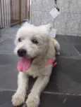Cachorrinha