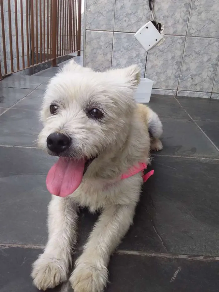 Cachorro ra a SRD idade 2 anos nome Cachorrinha