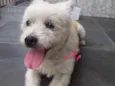 Cachorrinha