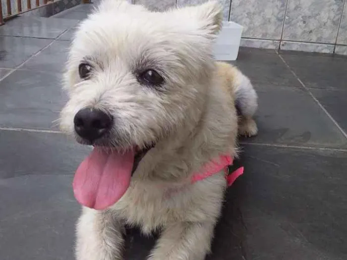 Cachorro ra a SRD idade 2 anos nome Cachorrinha