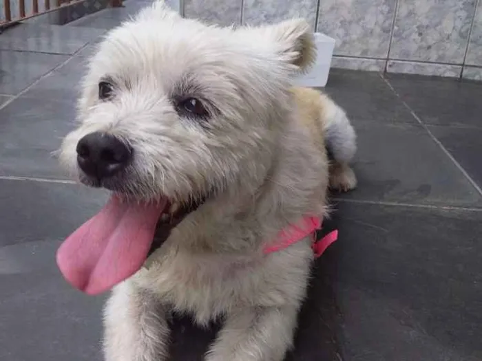 Cachorro ra a SRD idade 2 anos nome Cachorrinha