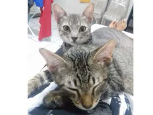 Gato raça Não sei idade 2 a 6 meses nome Sinzi & tom
