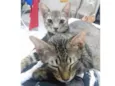 Sinzi & tom