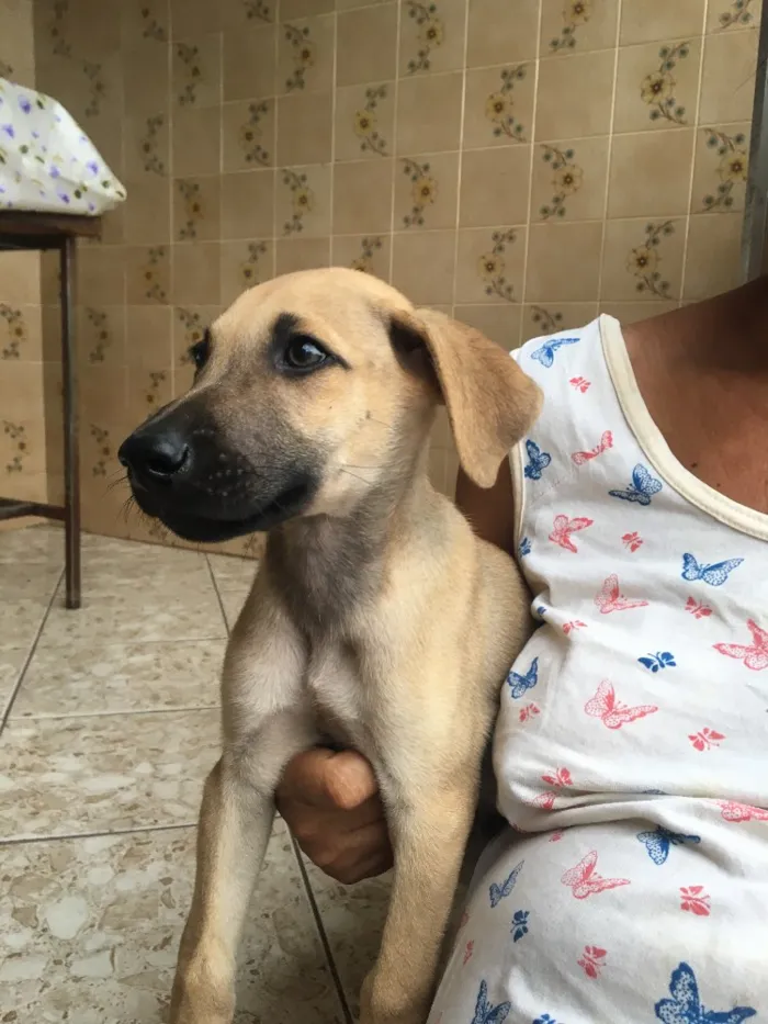 Cachorro ra a Sem raça definida  idade 7 a 11 meses nome Grey 