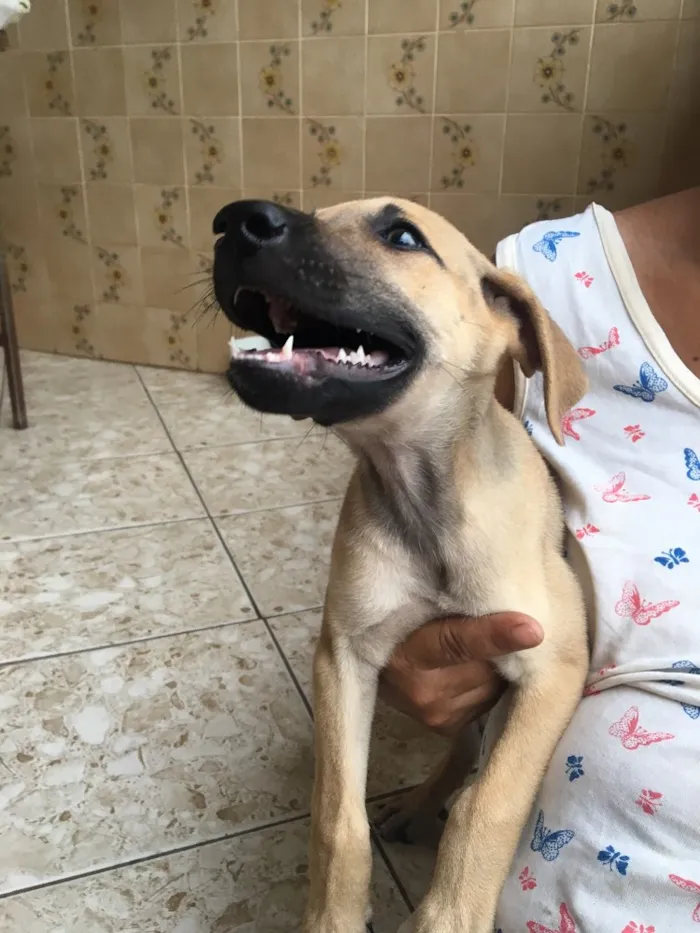 Cachorro ra a Sem raça definida  idade 7 a 11 meses nome Grey 