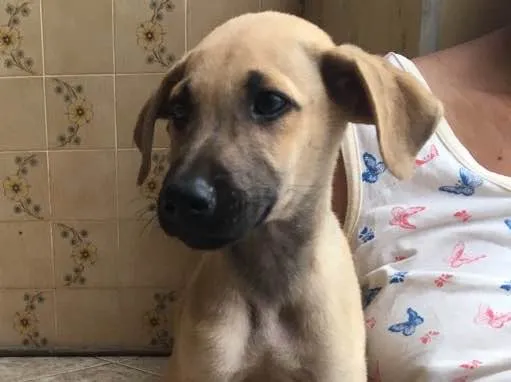 Cachorro ra a Sem raça definida  idade 7 a 11 meses nome Grey 