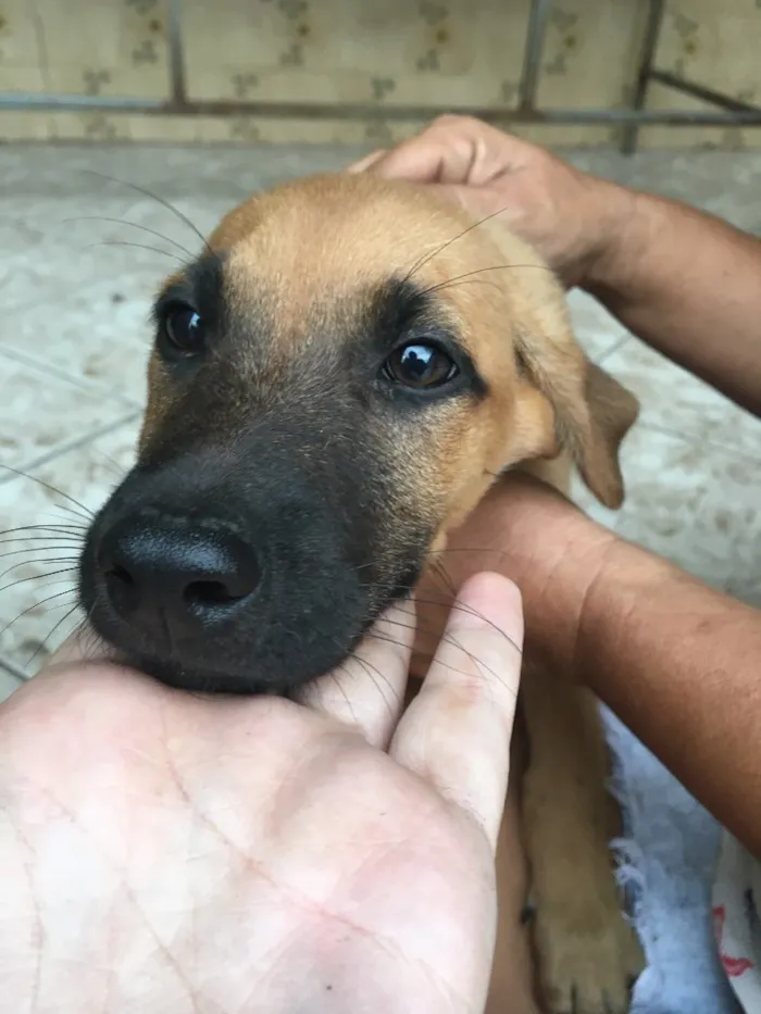 Cachorro ra a Sem raça definida  idade 2 a 6 meses nome Thor 