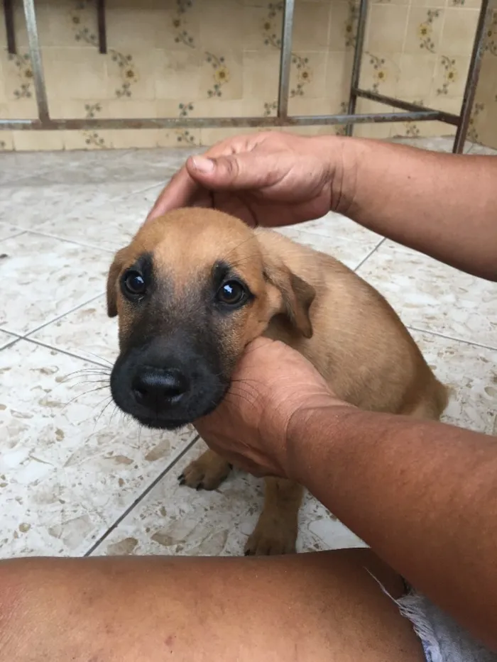 Cachorro ra a Sem raça definida  idade 2 a 6 meses nome Thor 