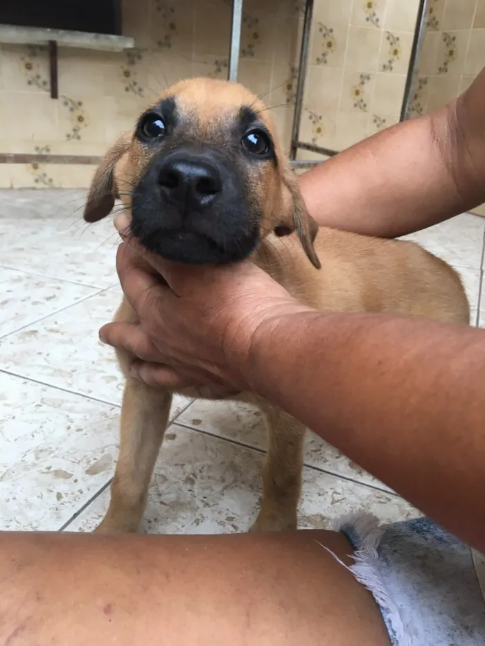 Cachorro ra a Sem raça definida  idade 2 a 6 meses nome Thor 