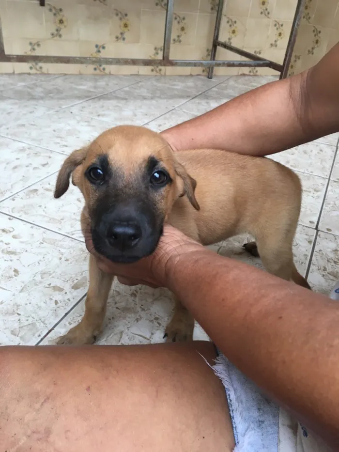 Cachorro ra a Sem raça definida  idade 2 a 6 meses nome Thor 