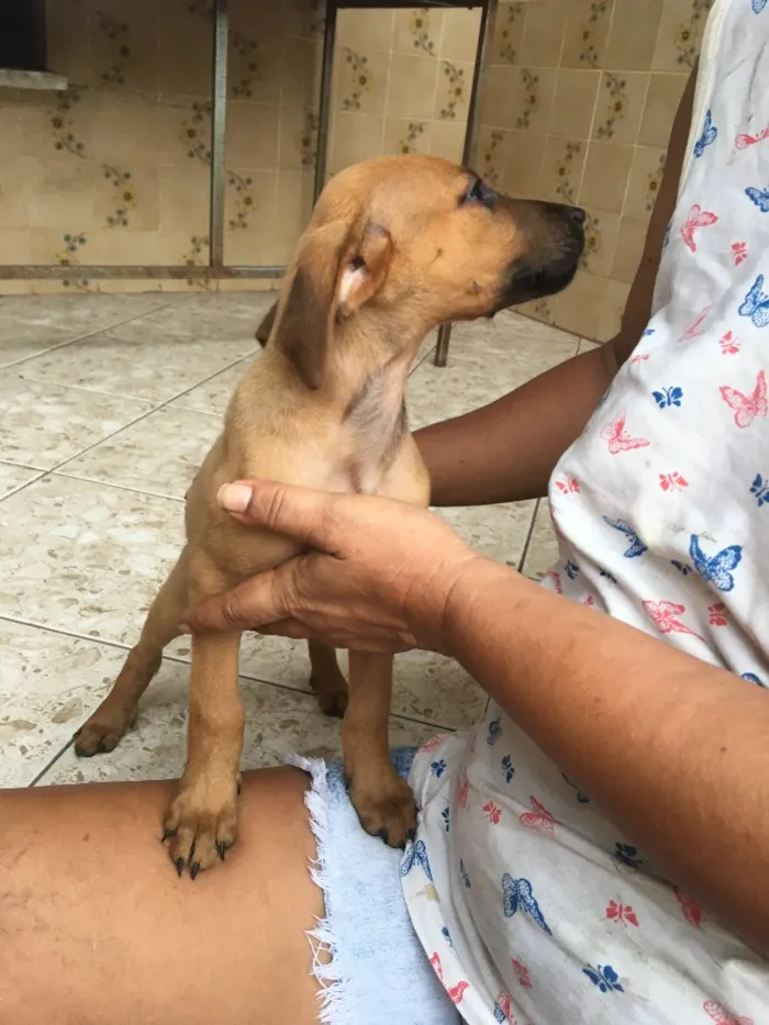 Cachorro ra a Sem raça definida  idade 2 a 6 meses nome Clô