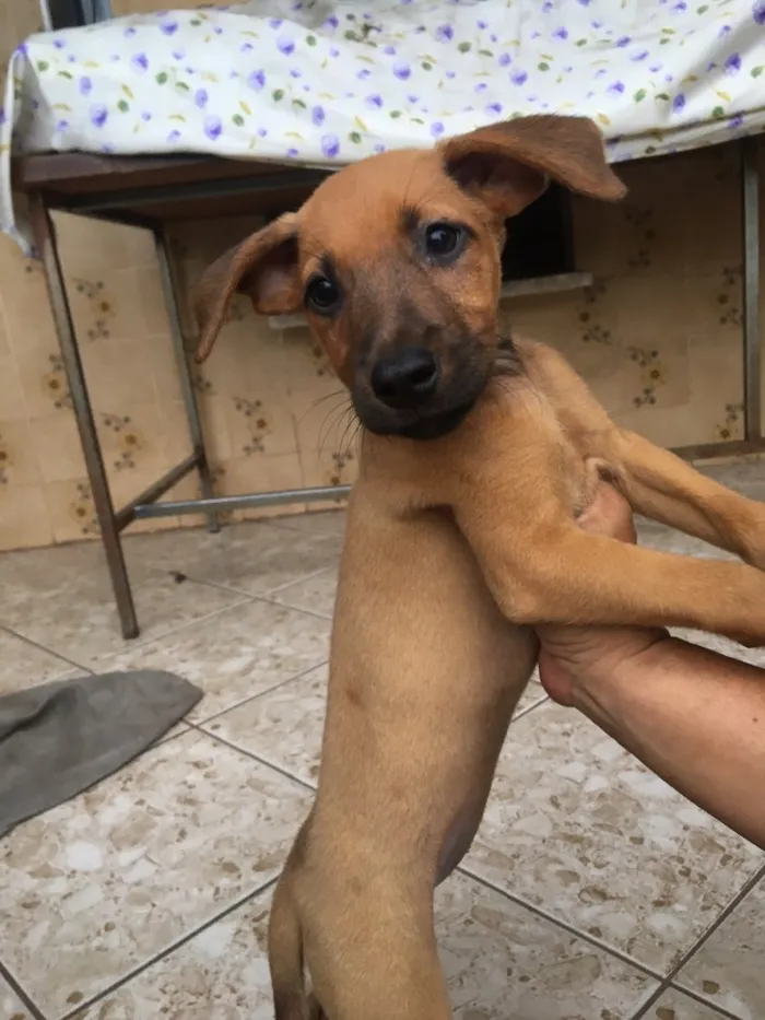 Cachorro ra a Sem raça definida  idade 2 a 6 meses nome Clô