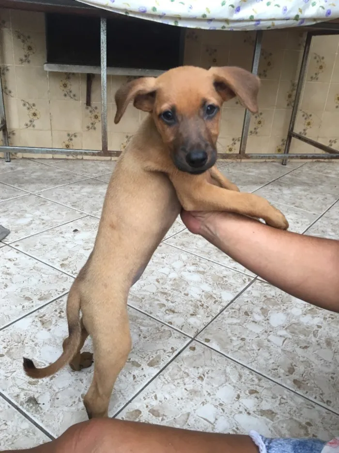 Cachorro ra a Sem raça definida  idade 2 a 6 meses nome Clô