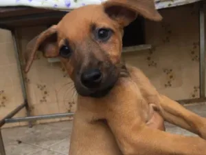 Cachorro raça Sem raça definida  idade 2 a 6 meses nome Clô