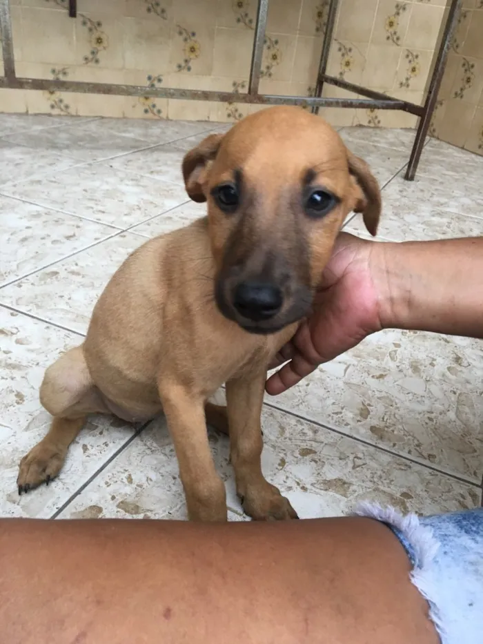 Cachorro ra a Sem raça definida  idade 2 a 6 meses nome Princesa 