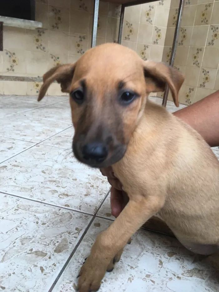 Cachorro ra a Sem raça definida  idade 2 a 6 meses nome Princesa 