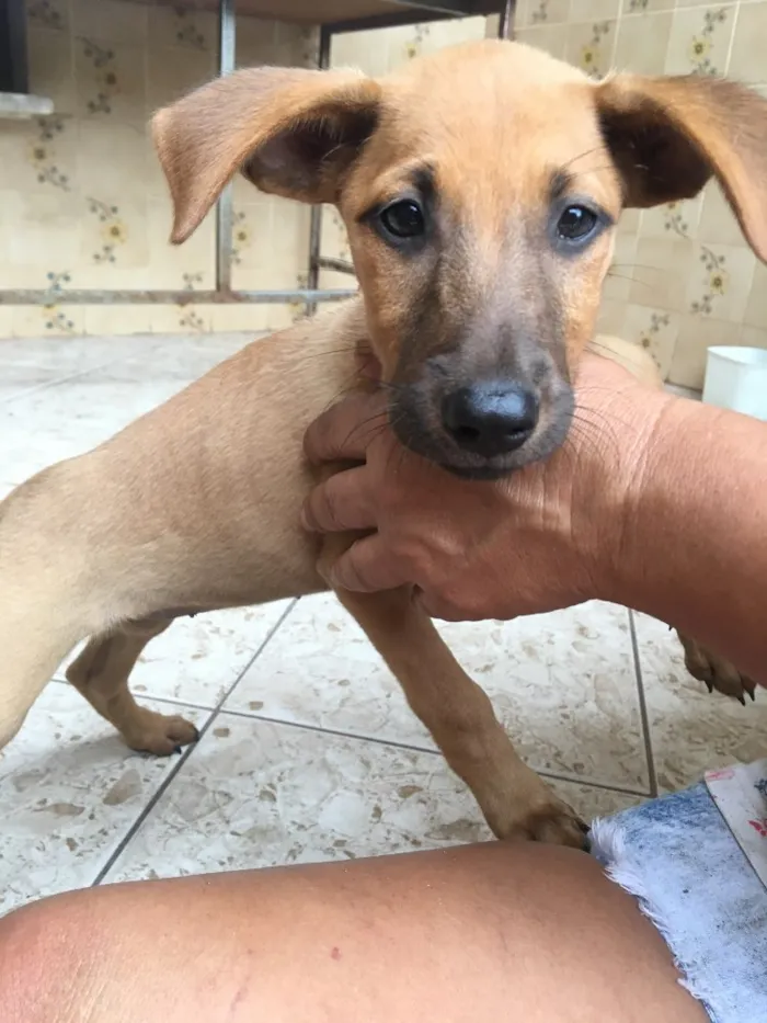 Cachorro ra a Sem raça definida  idade 2 a 6 meses nome Princesa 