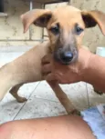 Princesa