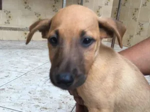 Cachorro raça Sem raça definida  idade 2 a 6 meses nome Princesa 