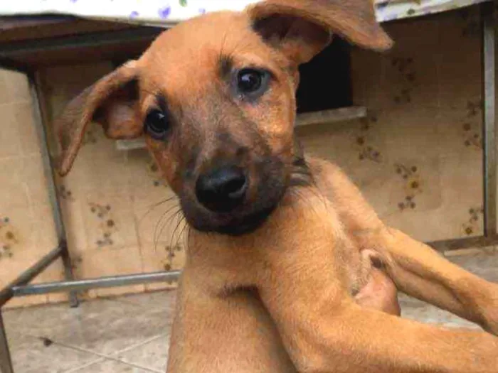 Cachorro ra a Sem raça definida  idade 2 a 6 meses nome Clô