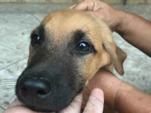 Cachorro raça Sem raça definida  idade 2 a 6 meses nome Thor 